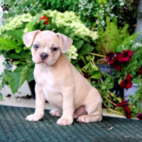 Benji, French Bulldog Puppy