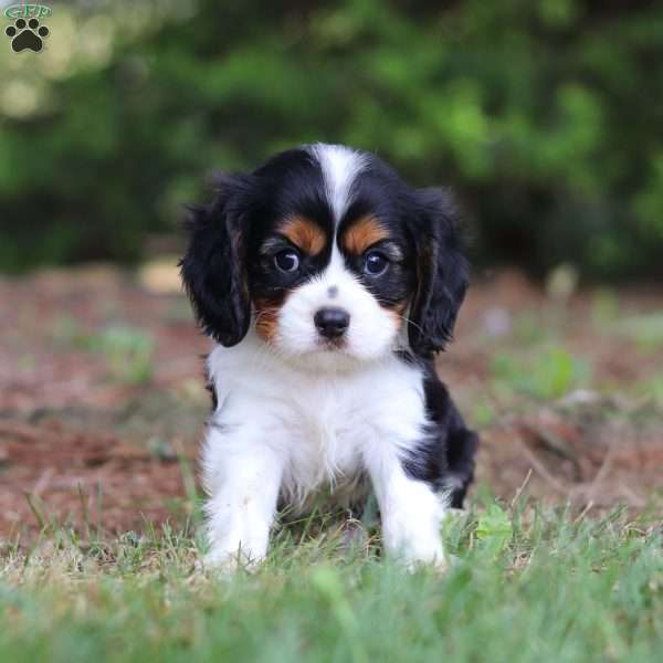 Bennett, Cavalier King Charles Spaniel Puppy