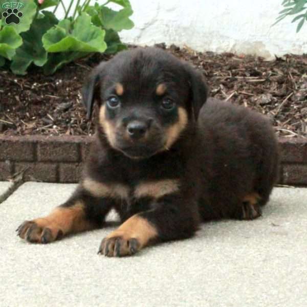 Benny, Rottweiler Puppy