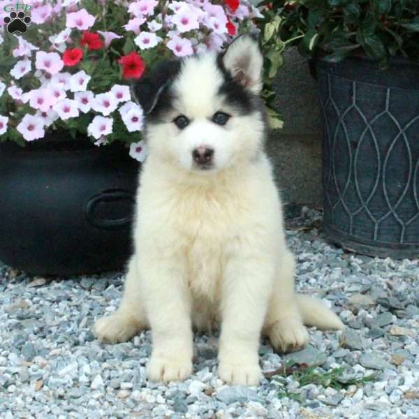 Benny, Pomsky Puppy