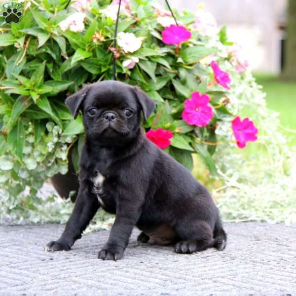 Benny, Pug Puppy