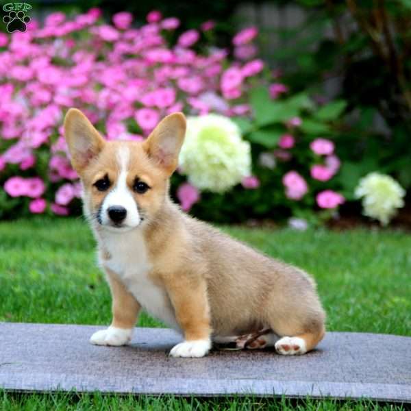 Benny, Pembroke Welsh Corgi Puppy