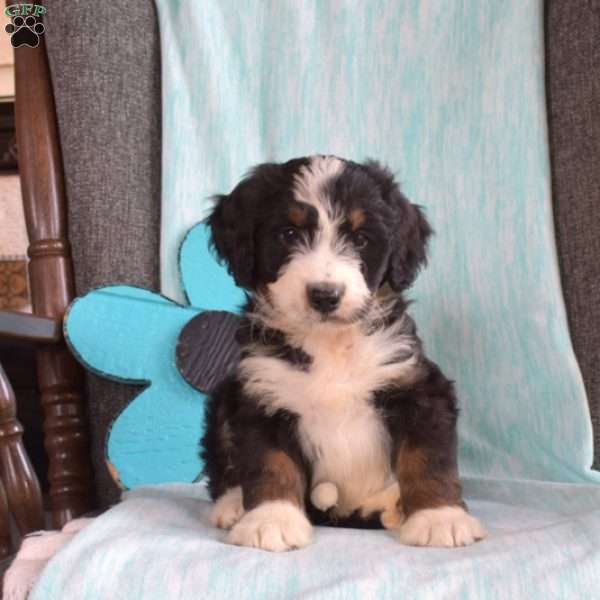 Bentley, Bernedoodle Puppy