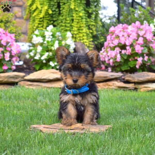 Bentley, Yorkie Puppy