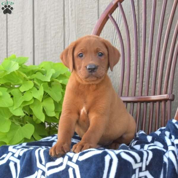 Bentley, Fox Red Labrador Retriever Puppy