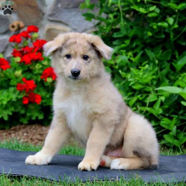 Bentley, Australian Shepherd Puppy