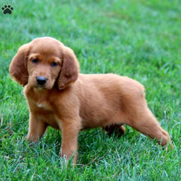 Bentley, Irish Setter Puppy