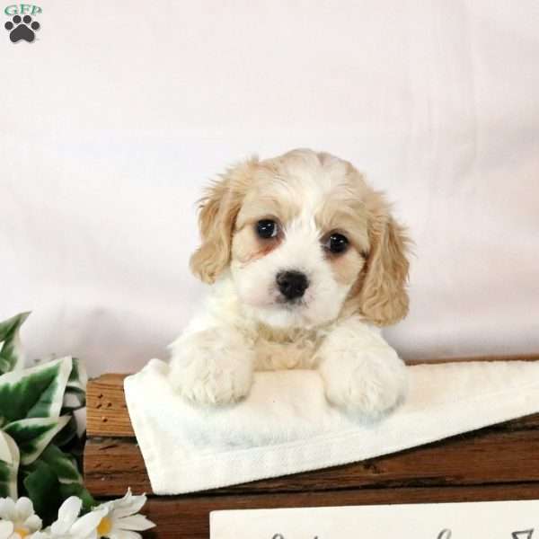 Beth, Cavachon Puppy