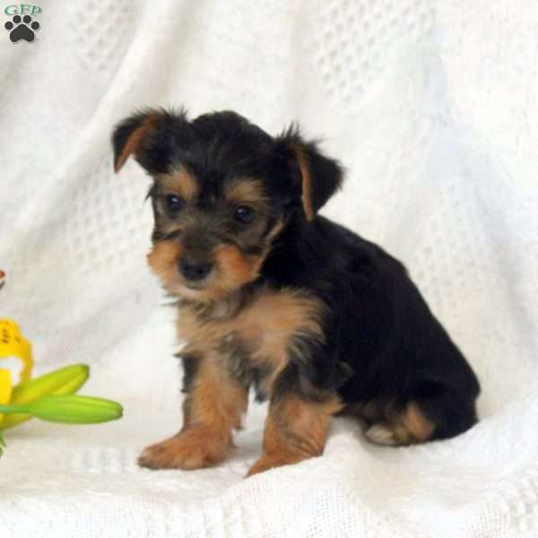 Betsy, Yorkie Puppy