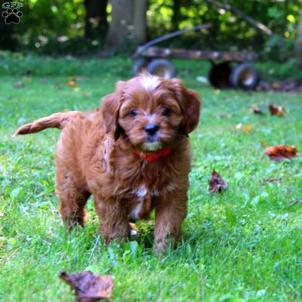 Betsy, Cavapoo Puppy