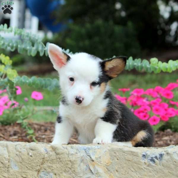 Betty, Pembroke Welsh Corgi Puppy