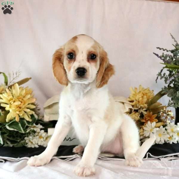 Bianca, Cavachon Puppy