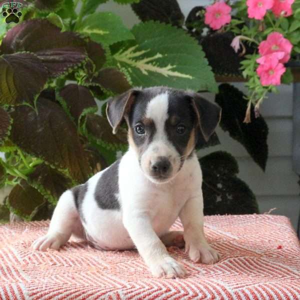 Bill, Jack Russell Terrier Puppy