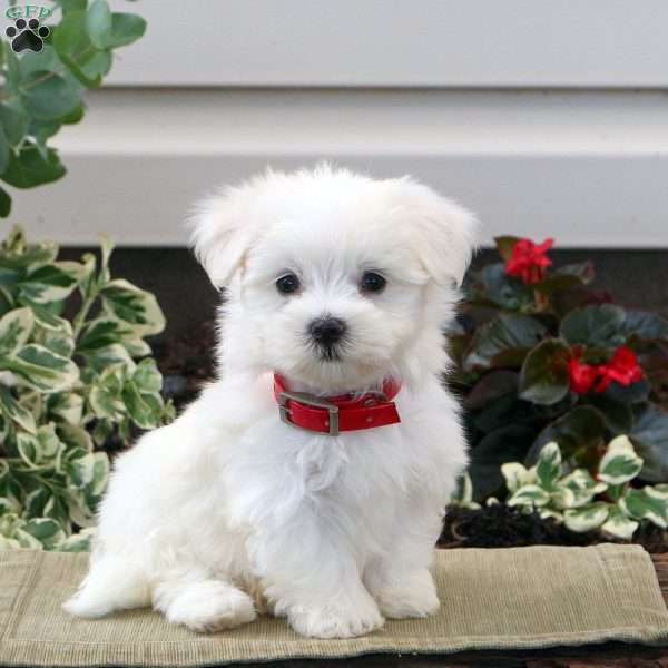 Billy, Maltese Puppy