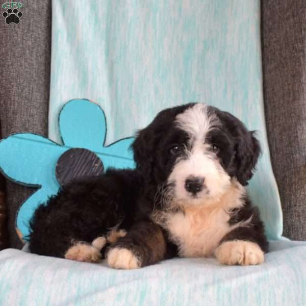 Bindi, Bernedoodle Puppy