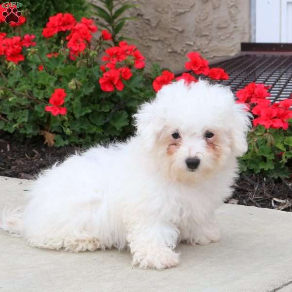 Bingo, Bichon Frise Puppy