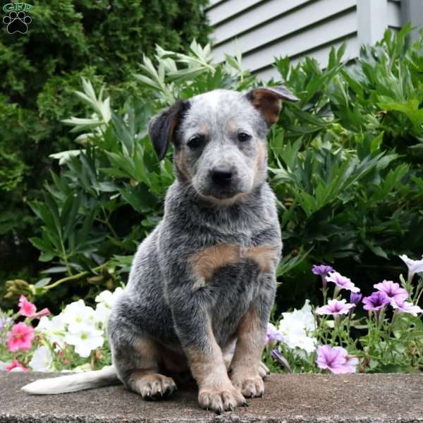 Bingo, Blue Heeler – Australian Cattle Dog Puppy