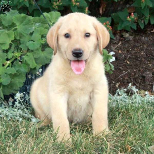 Birdie, Yellow Labrador Retriever Puppy