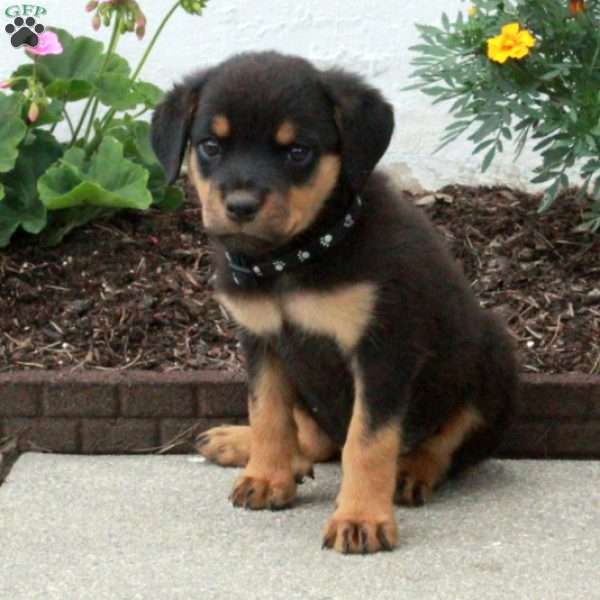 Birdie, Rottweiler Puppy