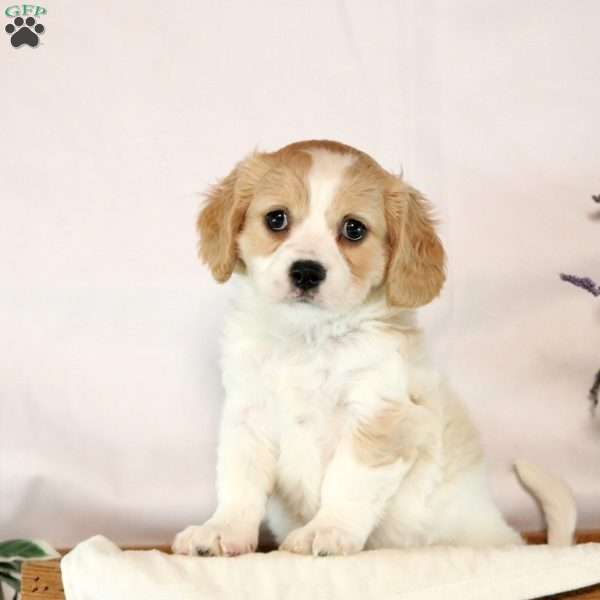 Birdie, Cavachon Puppy