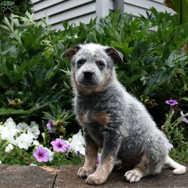 Biscuit, Blue Heeler – Australian Cattle Dog Puppy