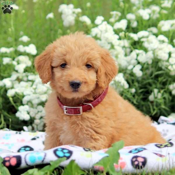 Blair, Mini Goldendoodle Puppy