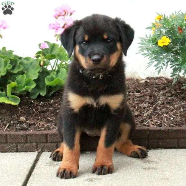 Blaire, Rottweiler Puppy