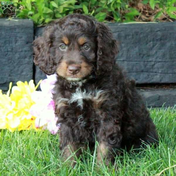 Blaire, Cockapoo Puppy