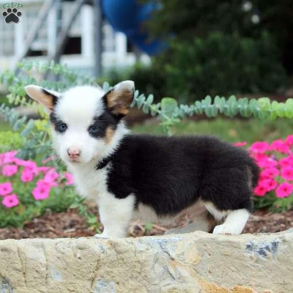 Blake, Pembroke Welsh Corgi Puppy