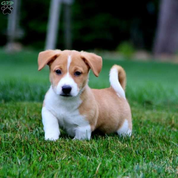 Blake, Welsh Corgi Mix Puppy