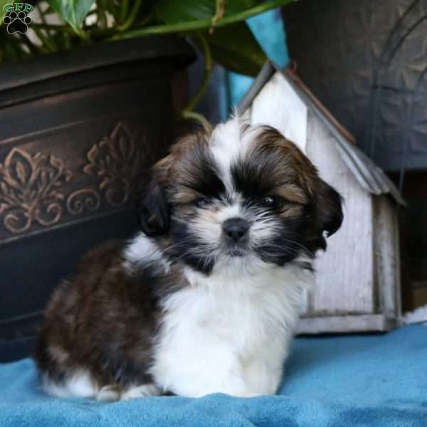 Blake, Shih Tzu Puppy