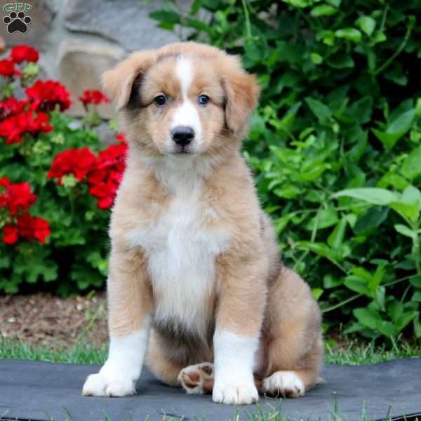 Blake, Australian Shepherd Puppy