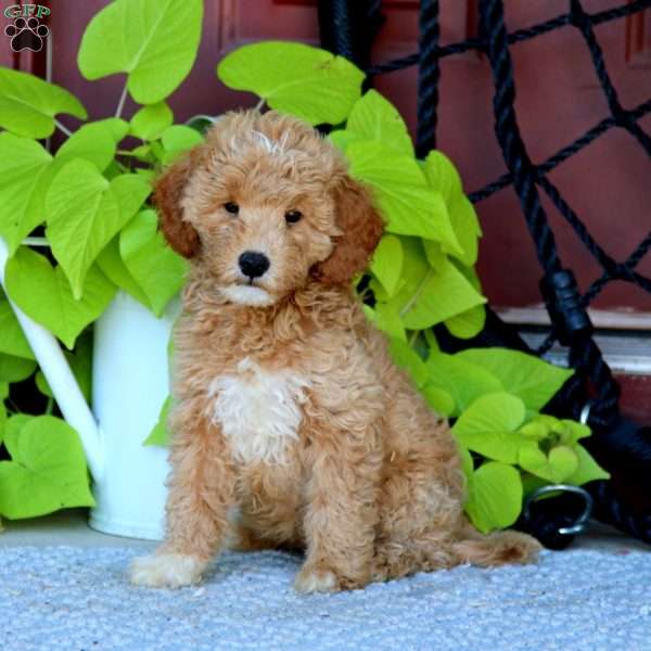 Blake, Mini Goldendoodle Puppy