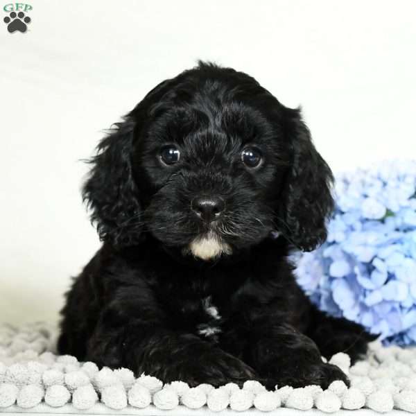 Blake, Cavapoo Puppy