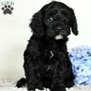 Blake, Cavapoo Puppy