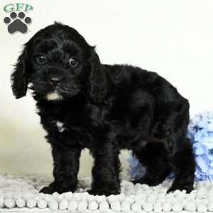 Blake, Cavapoo Puppy