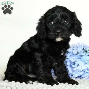 Blake, Cavapoo Puppy