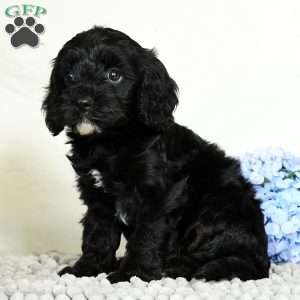 Blake, Cavapoo Puppy