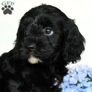 Blake, Cavapoo Puppy