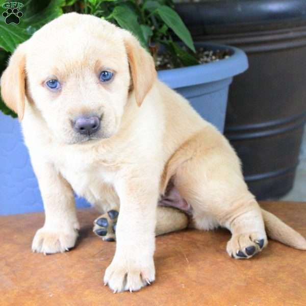 Blossom, Fox Red Labrador Retriever Puppy