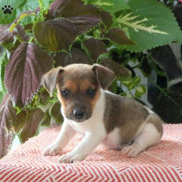 Blossom, Jack Russell Terrier Puppy