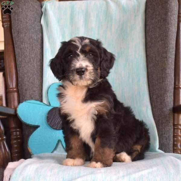 Blossom, Bernedoodle Puppy