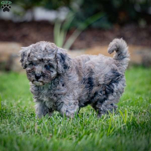 Blue, Cavapoo Puppy