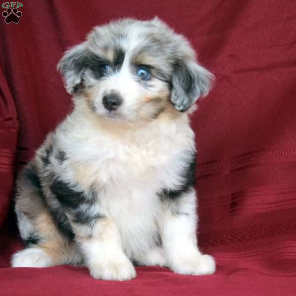 Blue Champ, Mini Aussiedoodle Puppy