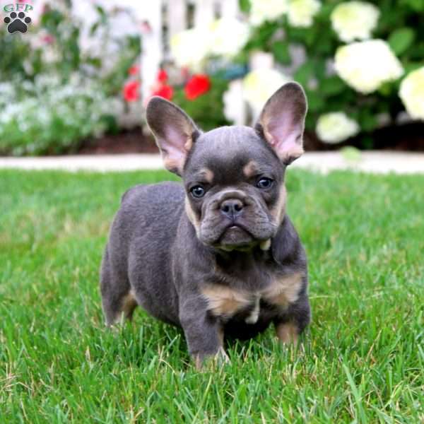 Blue, French Bulldog Puppy