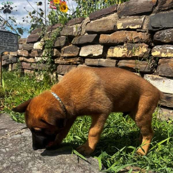 Blue Collar, Belgian Malinois Puppy