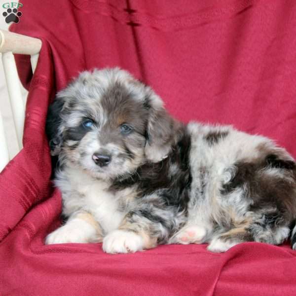 Blueberry Cream, Mini Aussiedoodle Puppy