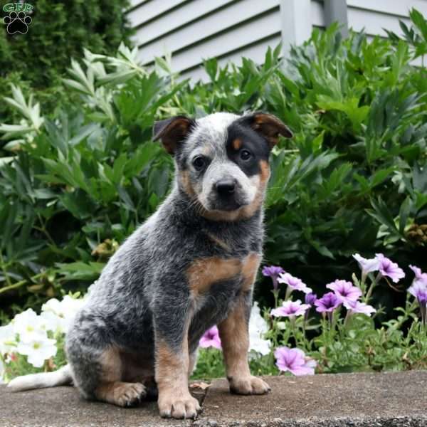 Bluey, Blue Heeler – Australian Cattle Dog Puppy