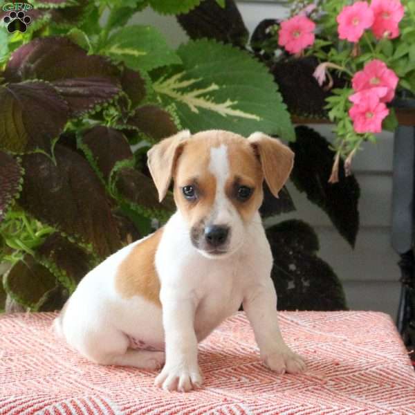 Bobby, Jack Russell Terrier Puppy