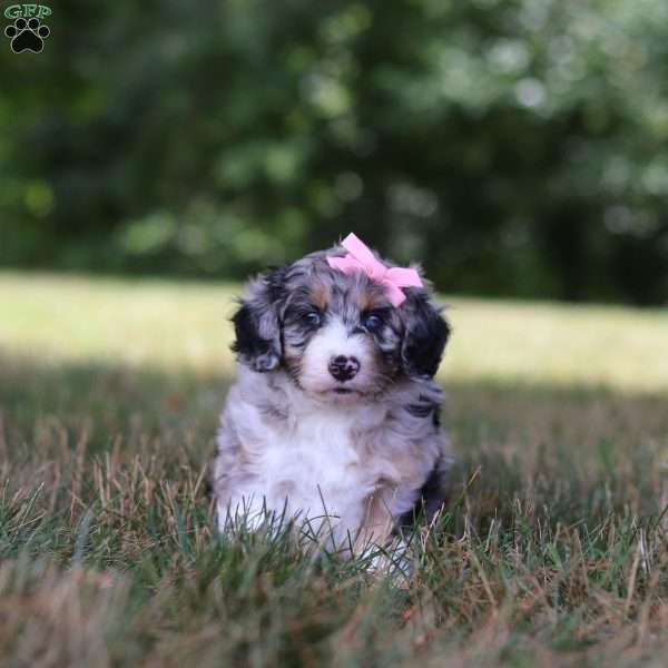 Bonnie, Mini Aussiedoodle Puppy